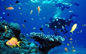 Scuba diving is a popular holiday pastime in Ibiza
